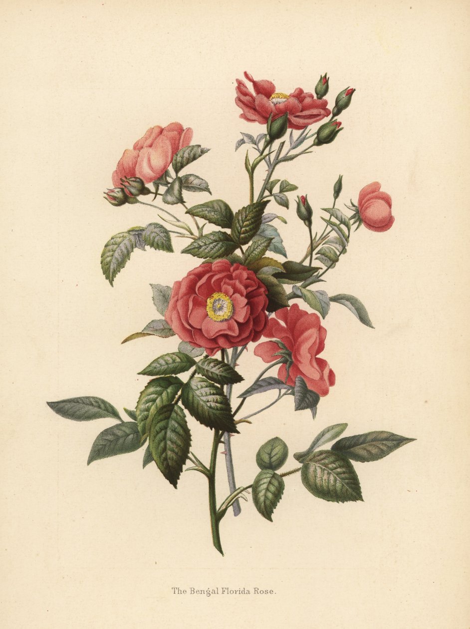 Rose de Floride du Bengale, Rosa chinensis - Unknown