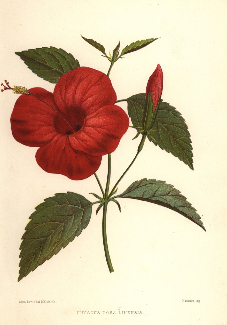 Hibiscus rosa-sinensis - Unknown