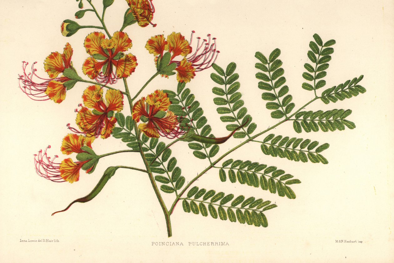 Caesalpinia pulcherrima (Poinciana pulcherrima) - Unknown