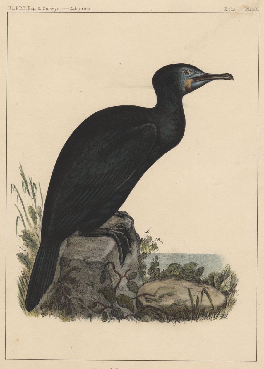 Oiseaux, Planche X, 1855 - American School