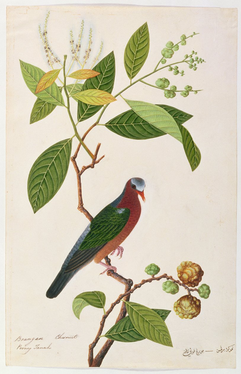 Brangan marron, Pooney Tanah, tiré de Dessins d