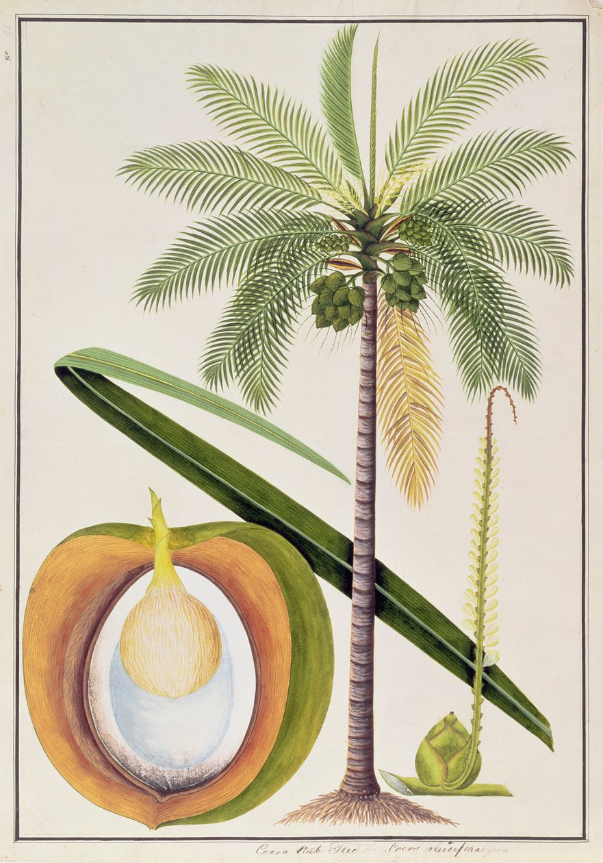 Cocotier, de Dessins de plantes de Malacca, c.1805-18 - Chinese School
