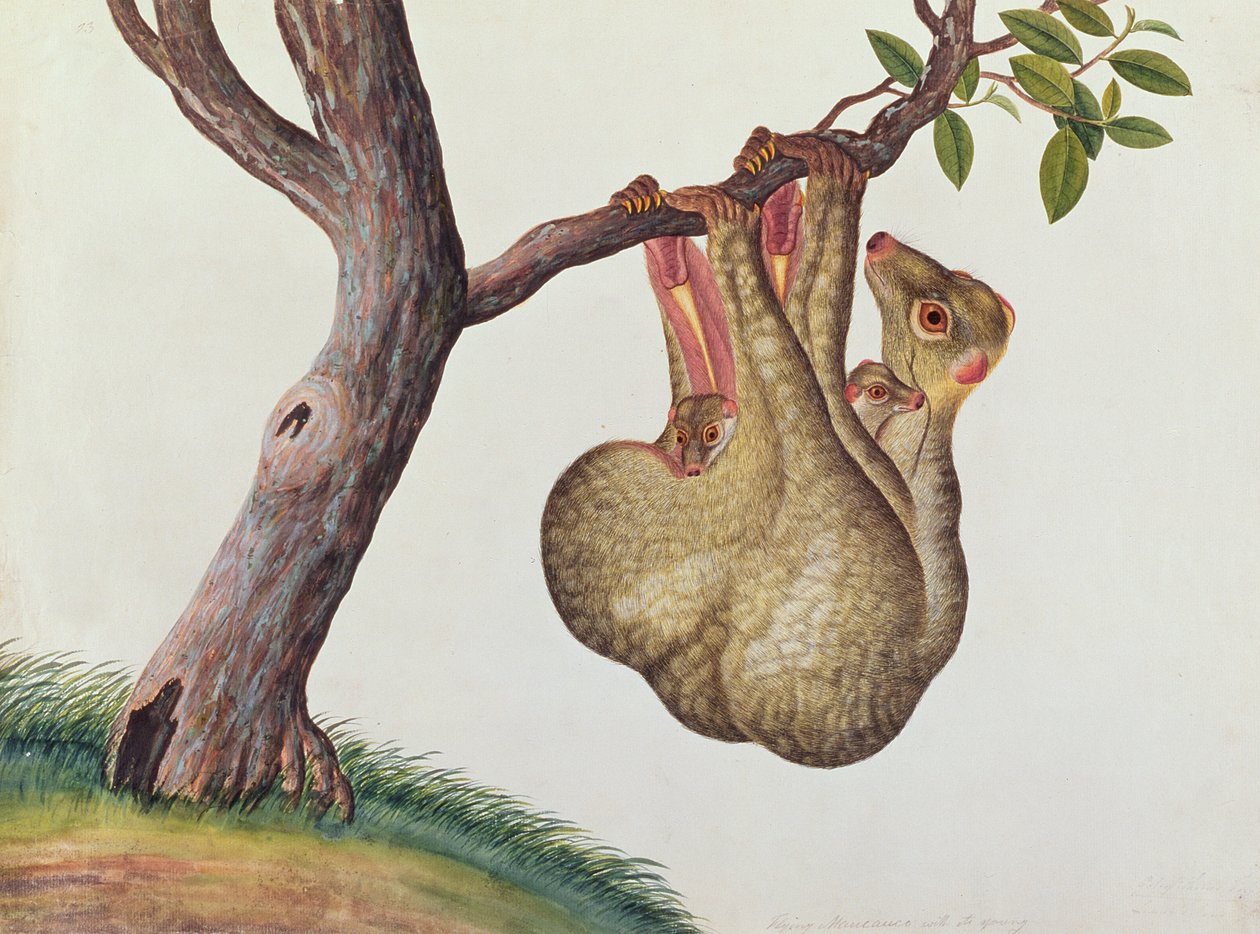 Maucauco volant avec son petit, tiré de Dessins d