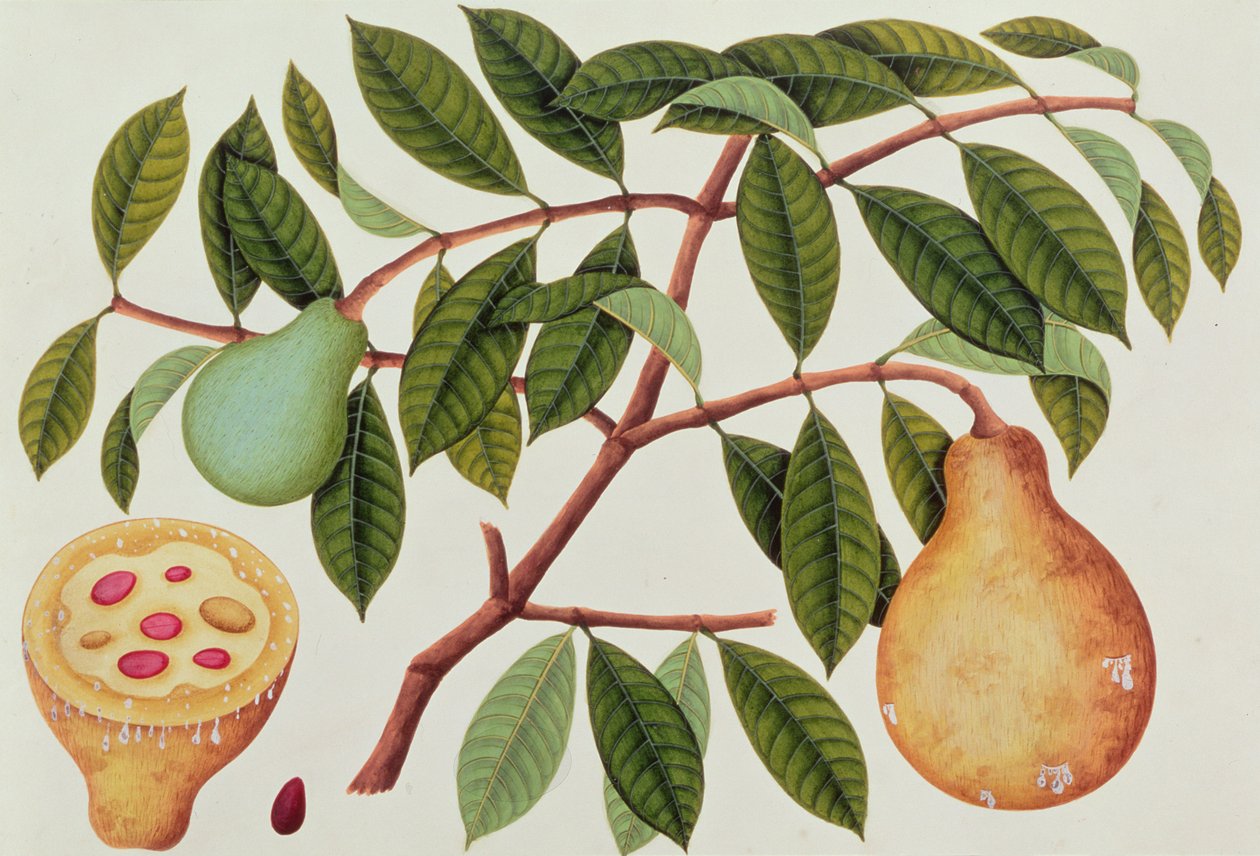 Fruit, de Dessins de Plantes de Malacca, c.1805-18 - Chinese School