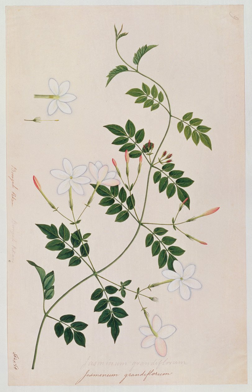 Jasminium grandiflorum, de Dessins de plantes de Malacca, c.1805-18 - Chinese School