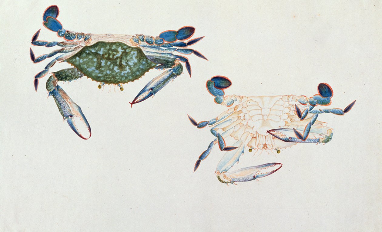 Ketam Rinyong, tiré de Dessins d