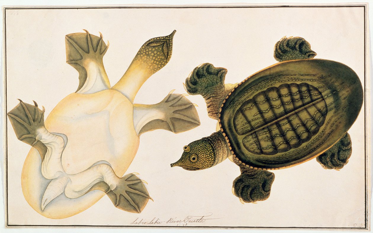 Tortue de rivière, Labie Labu, de Dessins d