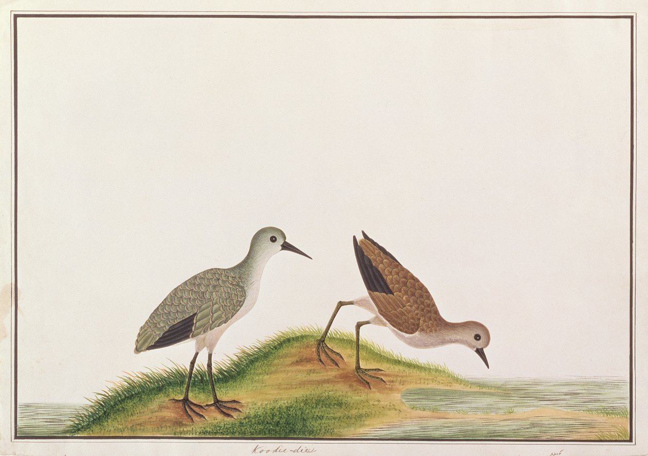 Bécasseau, d