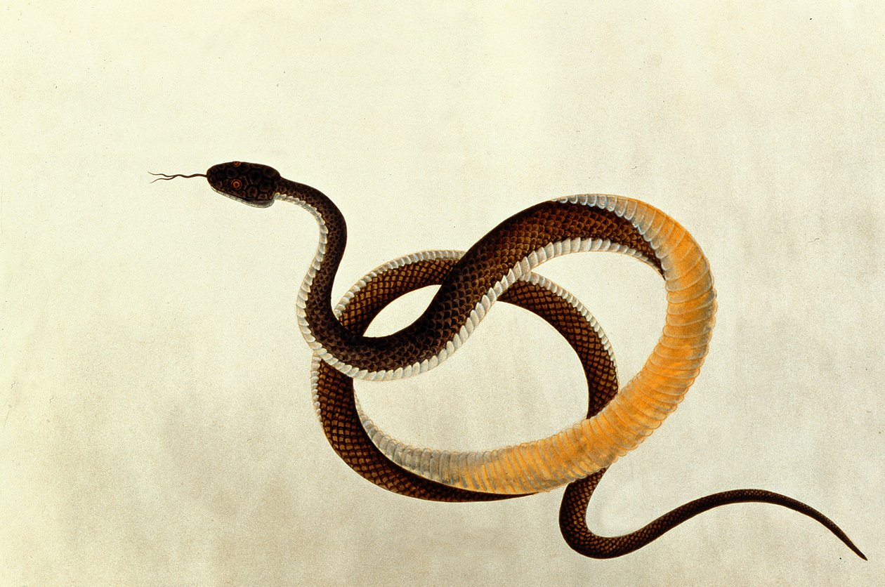 Serpent, tiré de Dessins d