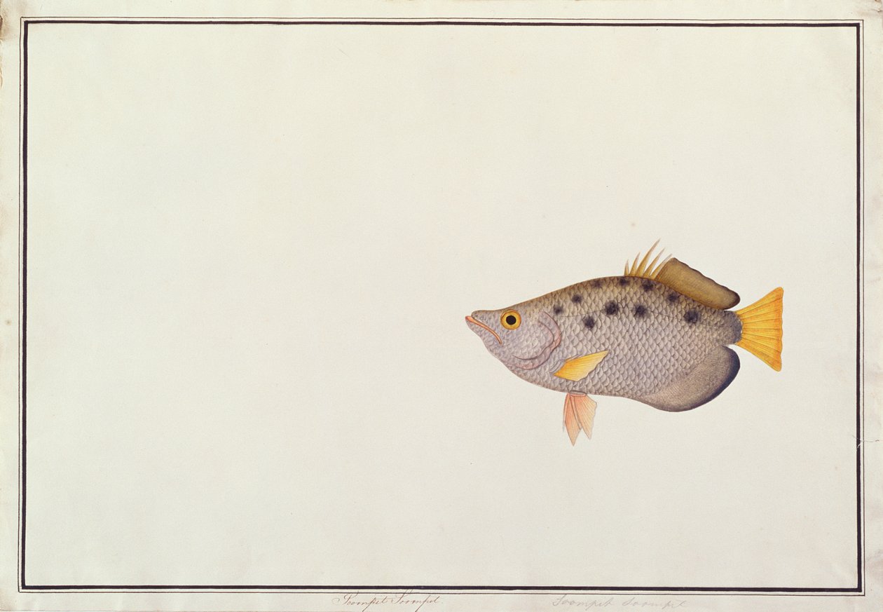Poisson-archer tacheté, de dessins de poissons de Malacca, c.1805-18 - Chinese School