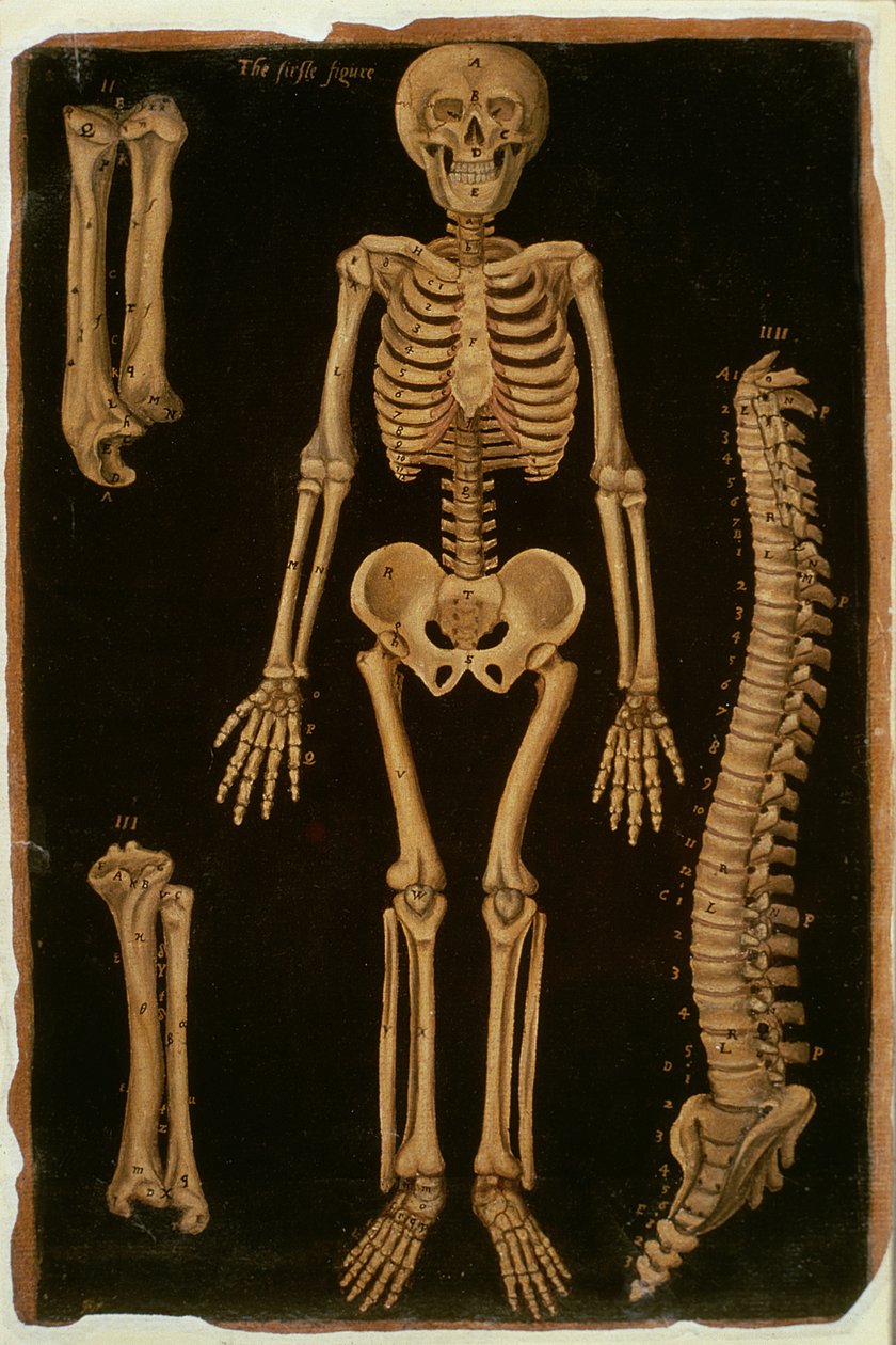 Ms Hunter 364 Table II Dissection, de Anatomical Tables, par John Banister - English School
