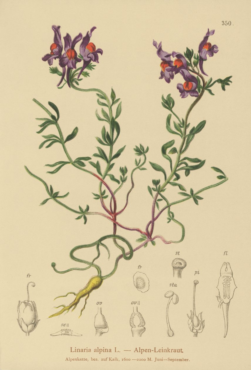 Linaire alpine (Linaria alpina) - German School