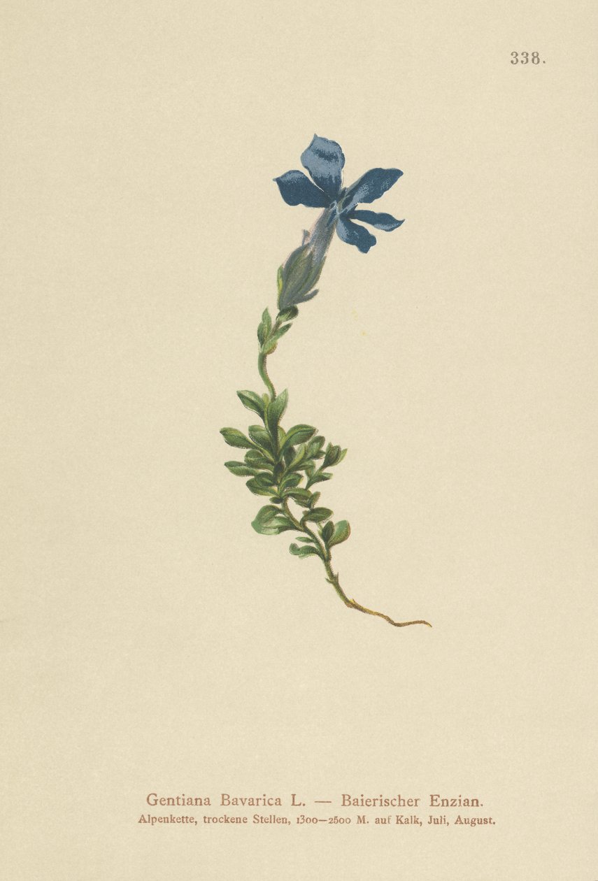 Gentiane bavaroise (Gentiana Bavarica) - German School