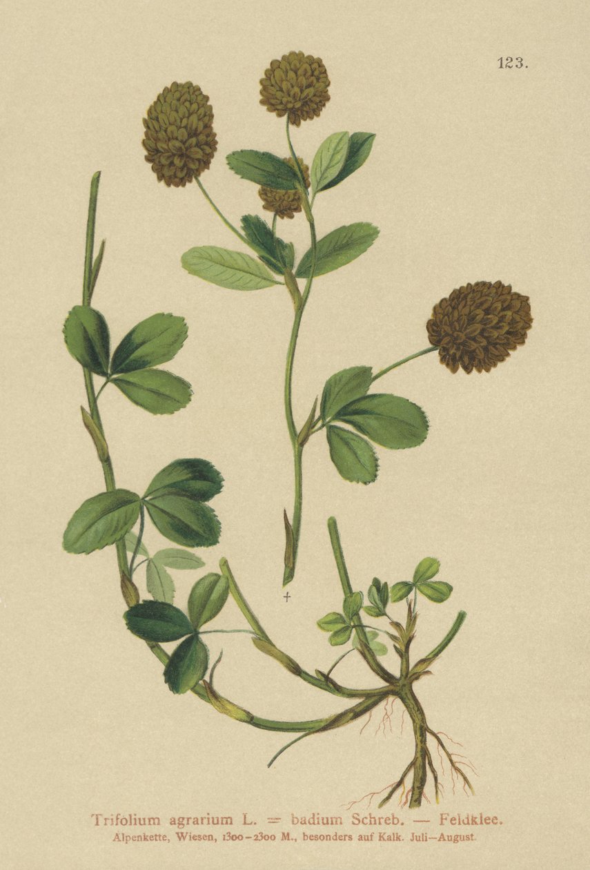 Trèfle brun (Trifolium agrarium) - German School