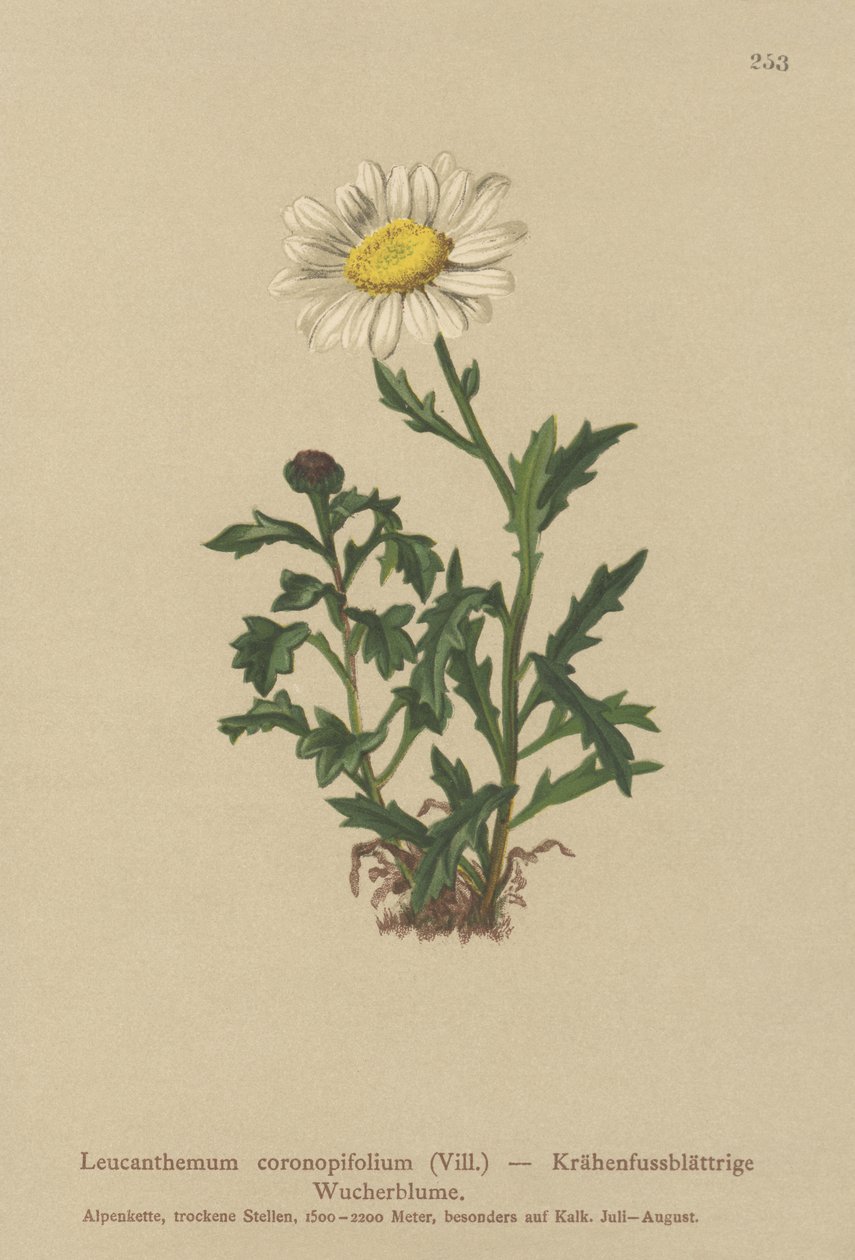 Marguerite (Leucanthemum coronopifolium, Chrysanthemum coronopifolium, Chrysanthemum alpestre) - German School