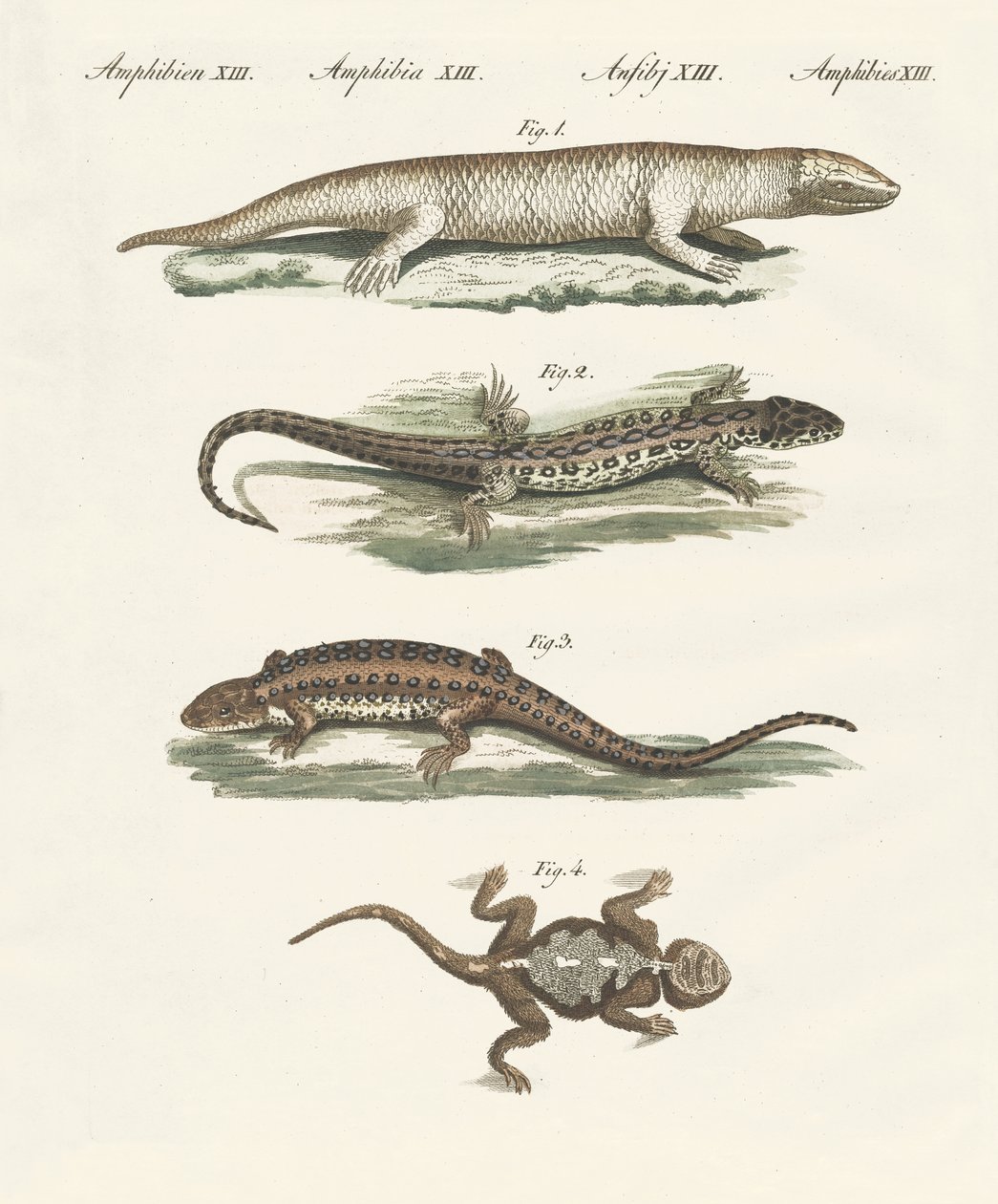 Différentes sortes de lézards - German School