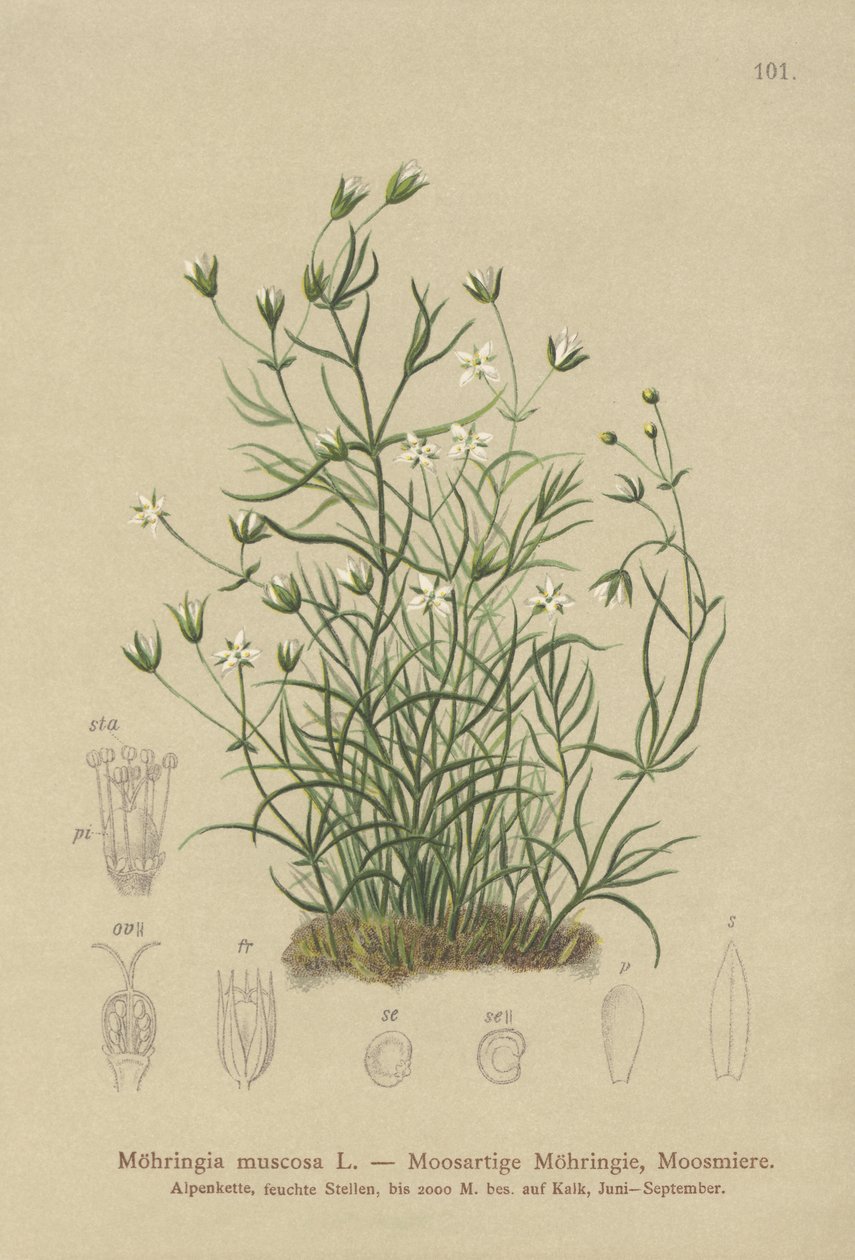Sabuline mousseuse (Moehringia muscosa, Möhringia muscosa) - German School