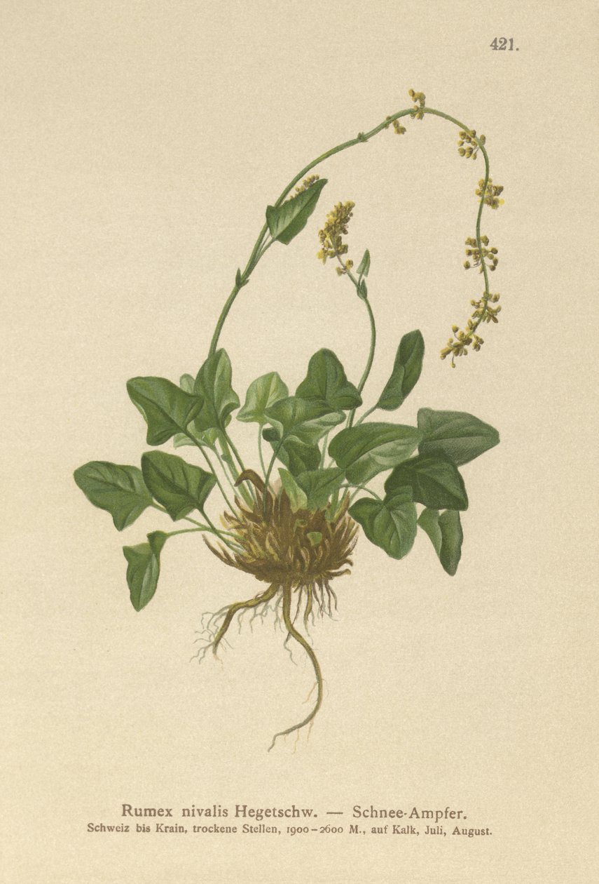 Oseille des neiges (Rumex nivalis) - German School