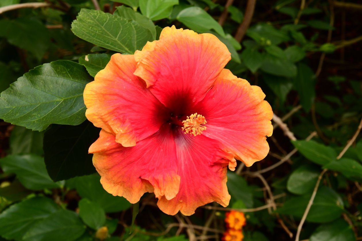 Des roses photographiées sur un fond naturel et artistique aux teintes douces. - Albert Mansour