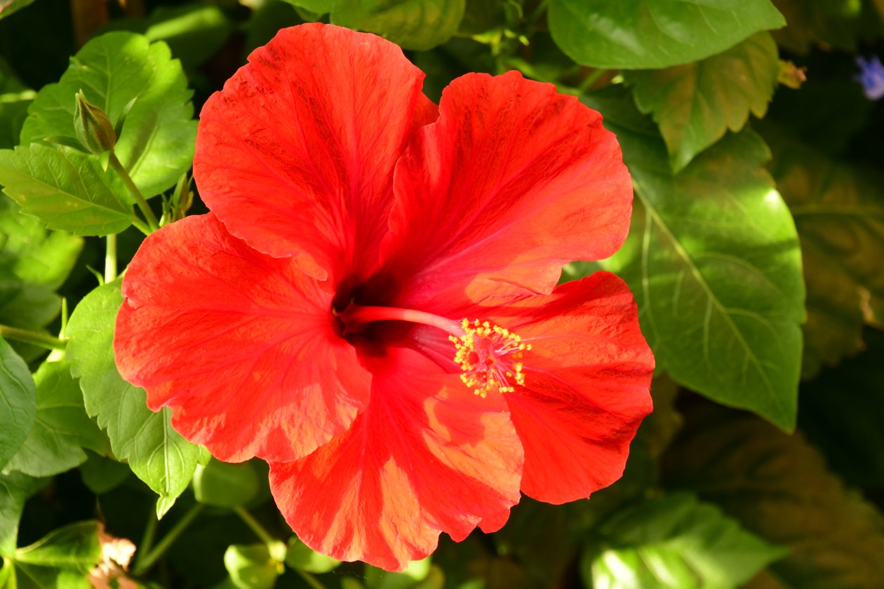 Des roses photographiées sur un fond naturel et artistique aux teintes douces. - Albert Mansour