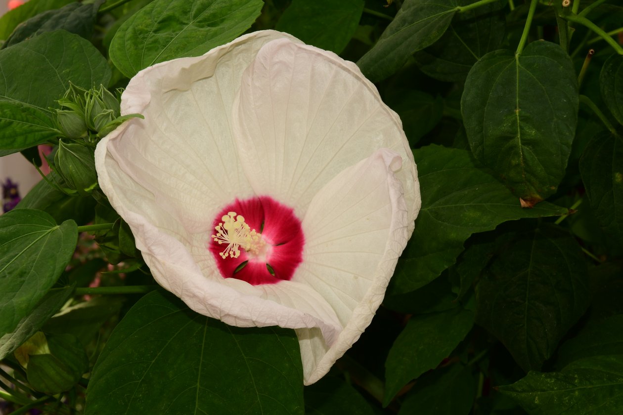 Des roses photographiées sur un fond naturel et artistique aux teintes douces. - Albert Mansour