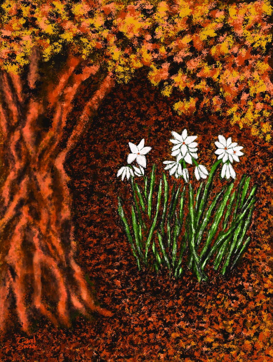 Herbstblumen - Carol Sousa Cuello