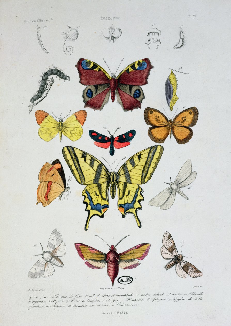 Divers papillons, de Dictionnaire Élémentaire d
