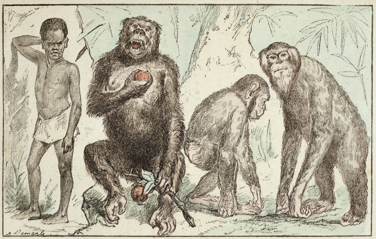 Évolution de l