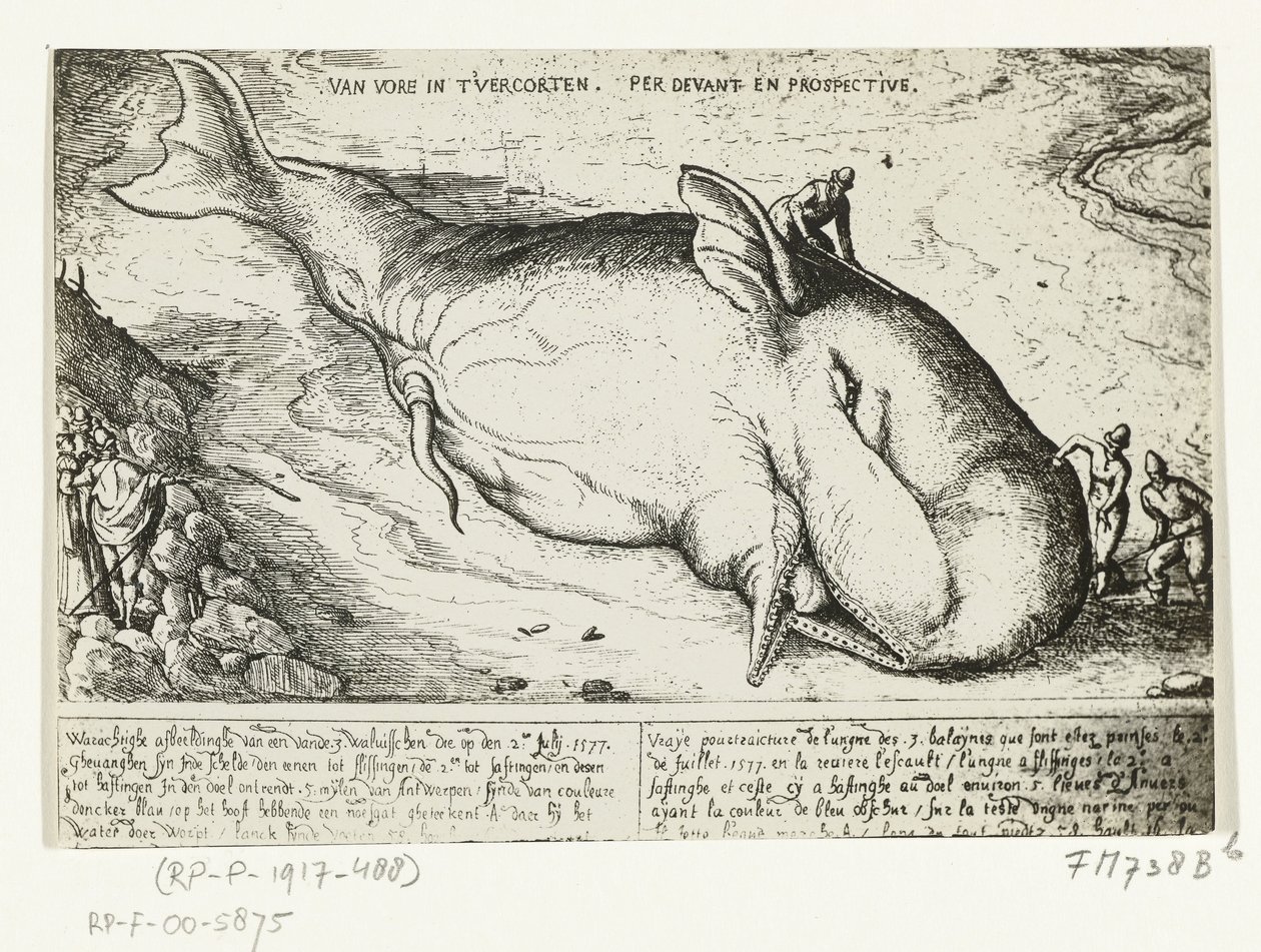 Gravure de la baleine échouée à Anvers, 2 juillet 1577 - A.B. van Deinse