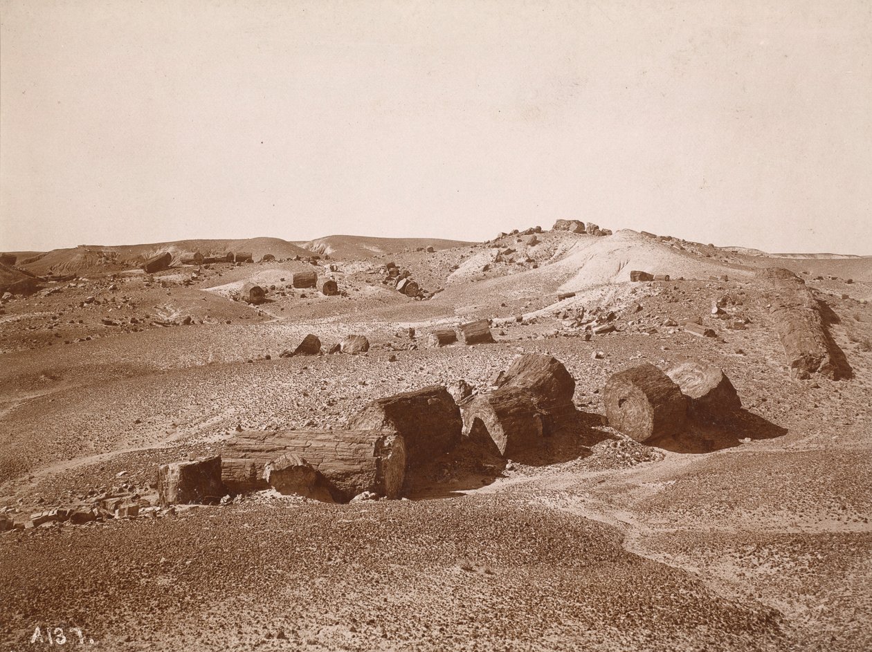 Dans la forêt pétrifiée (vue générale, Middle Park) - A.C. Vroman