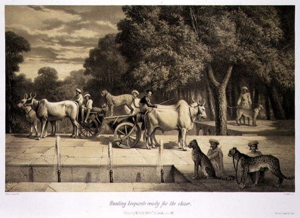 Léopards de chasse prêts pour la poursuite, de 