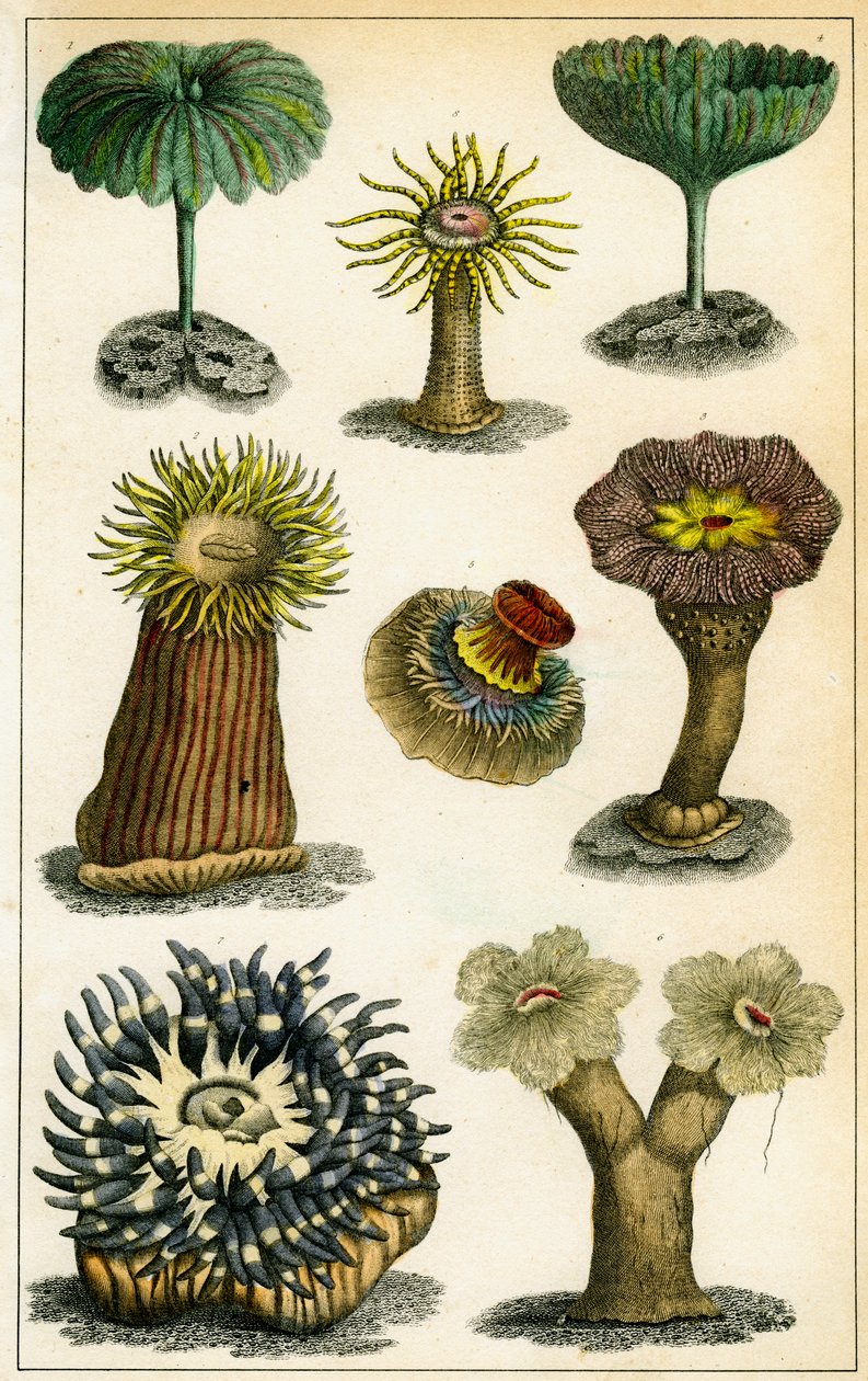 Anémones de mer, 19ème siècle - A Fullarton and Co