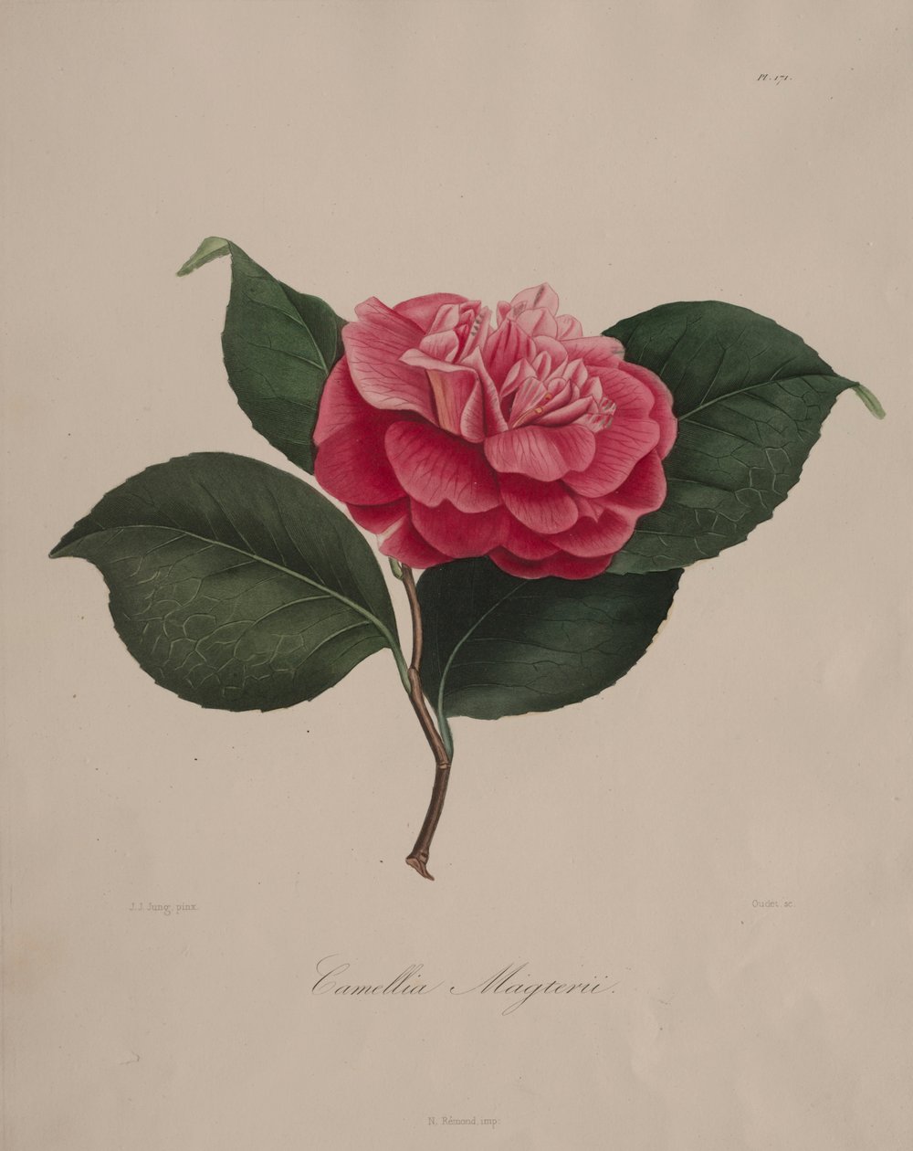Iconographie du genre camellia: No. 171, 1839-1843 - Abbé Laurent Berlèse