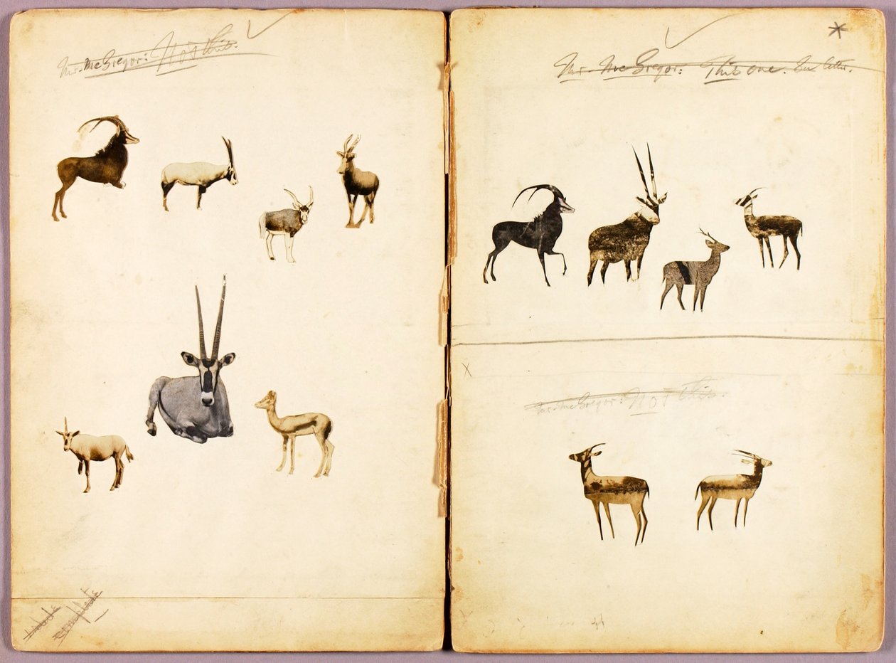 Antilopes, dossier d