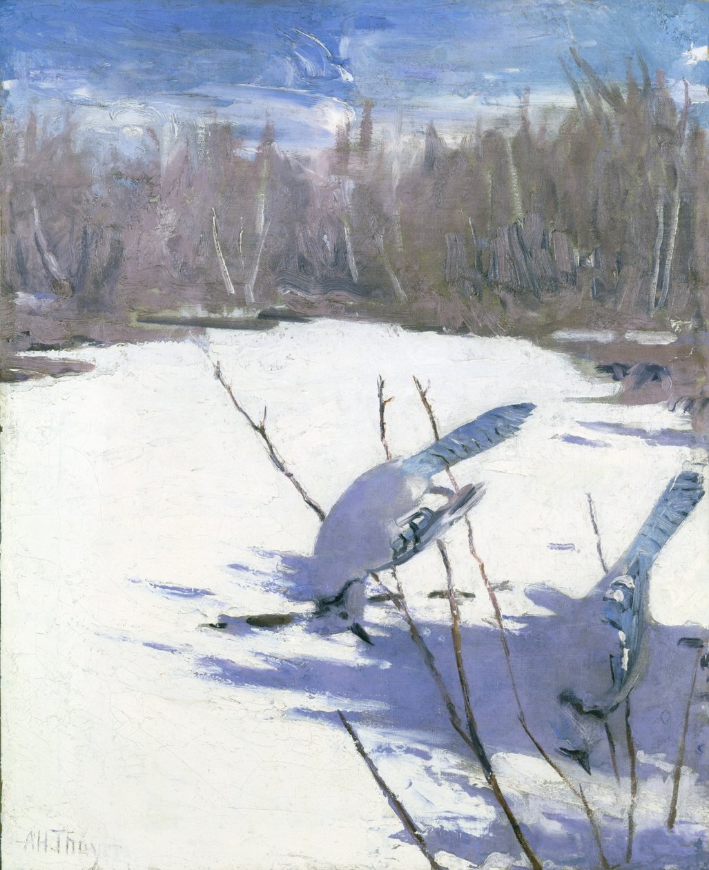 Geais bleus en hiver, étude pour le livre Concealing Coloration in the Animal Kingdom - Abbott Handerson Thayer