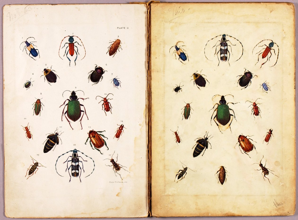 INSECTES — Coléoptères colorés, paysage, dossier d