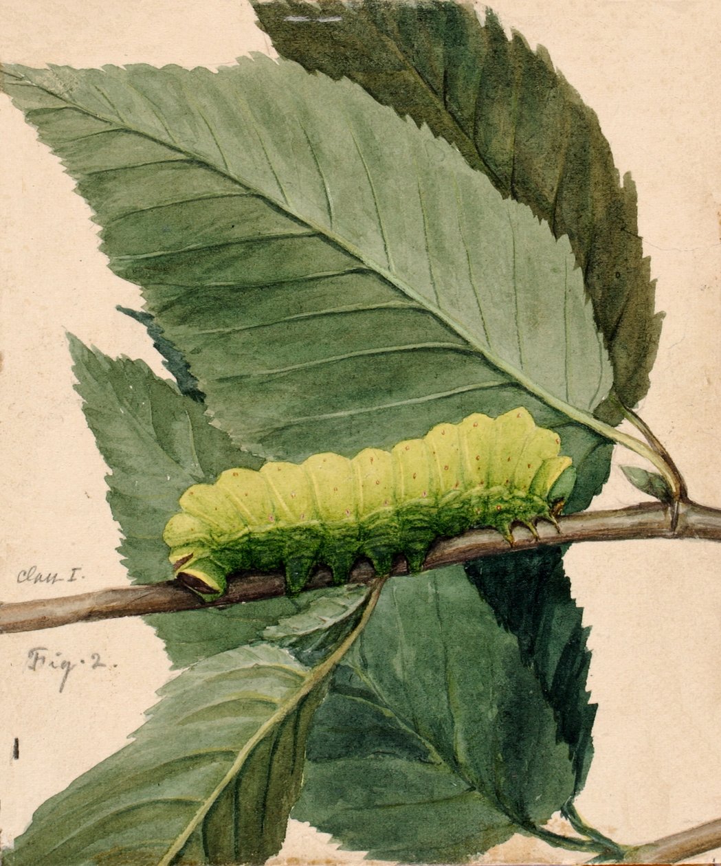 Chenille lunaire, étude pour le livre Concealing Coloration in the Animal Kingdom - Abbott Handerson Thayer