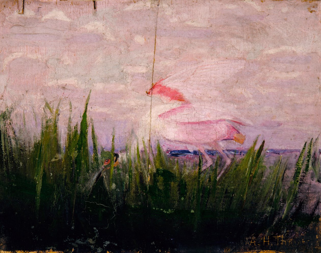 Spatule de Dougall, étude pour le livre Concealing Coloration in the Animal Kingdom (en anglais) - Abbott Handerson Thayer