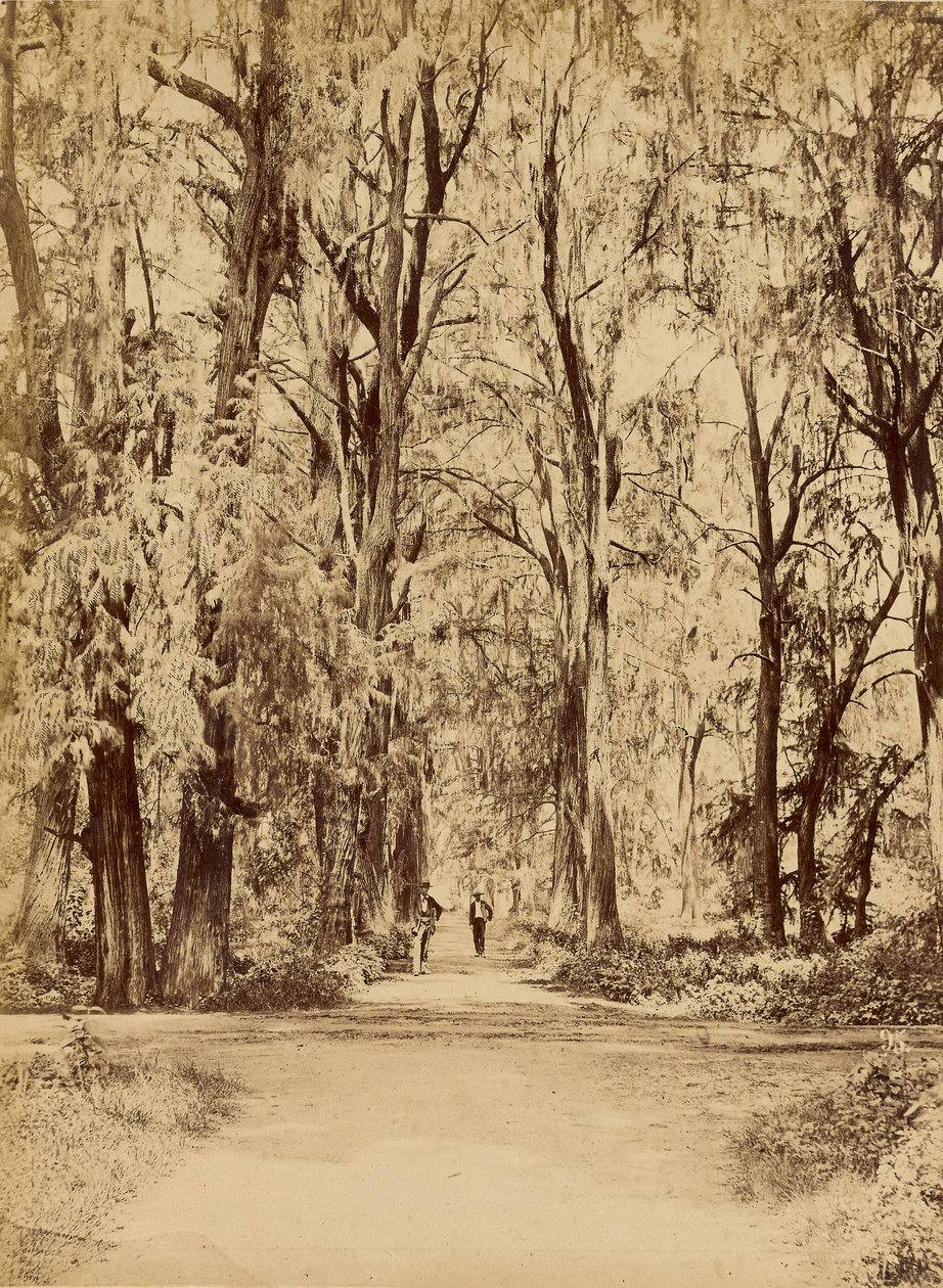 Mexique. Bosquet de Chapultepec, près de Mexico - Abel Briquet