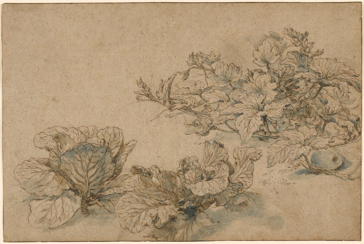 Études sur une plante à moelle et sur les choux - Abraham Bloemaert