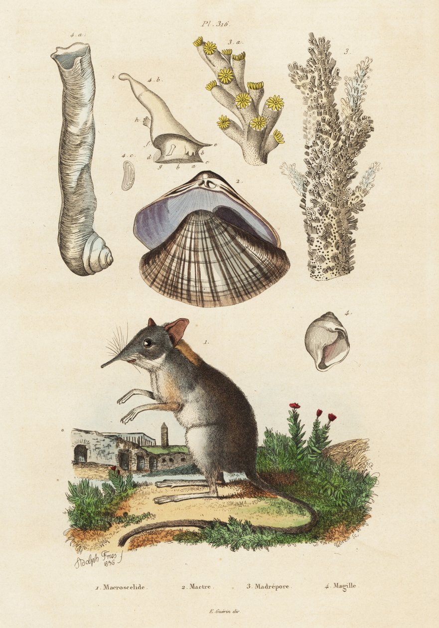 Musaraigne éléphant, palourde et coraux, 1834-1839 - Adolph (after) Fries