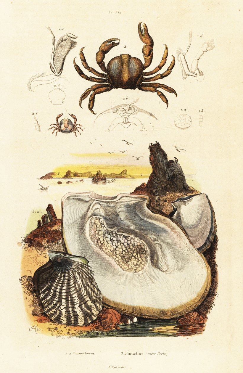 Crabes épineux et huître perlière (gravure) - Adolph (after) Fries