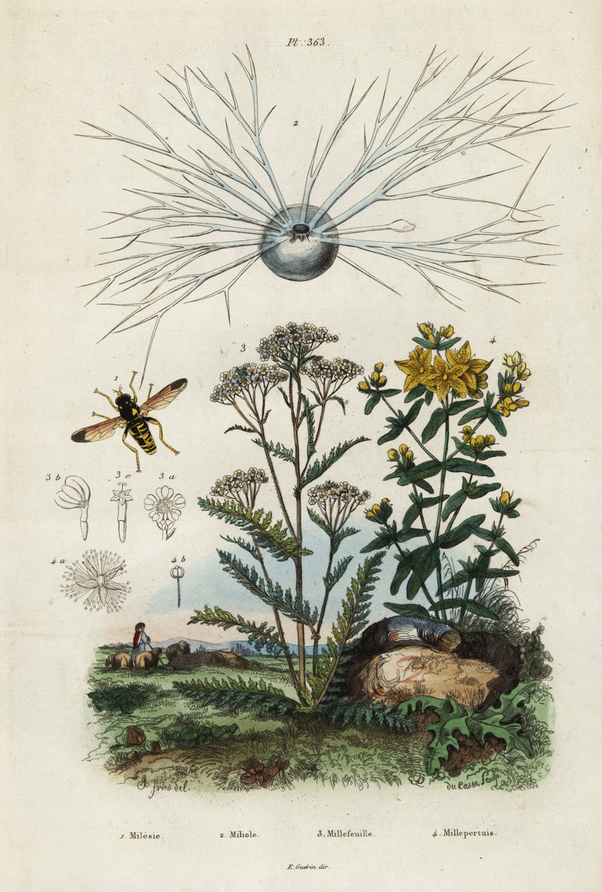 Achillée millefeuille, millepertuis, foraminifères et syrphe, 1834-1839 (gravure) - Adolph (after) Fries