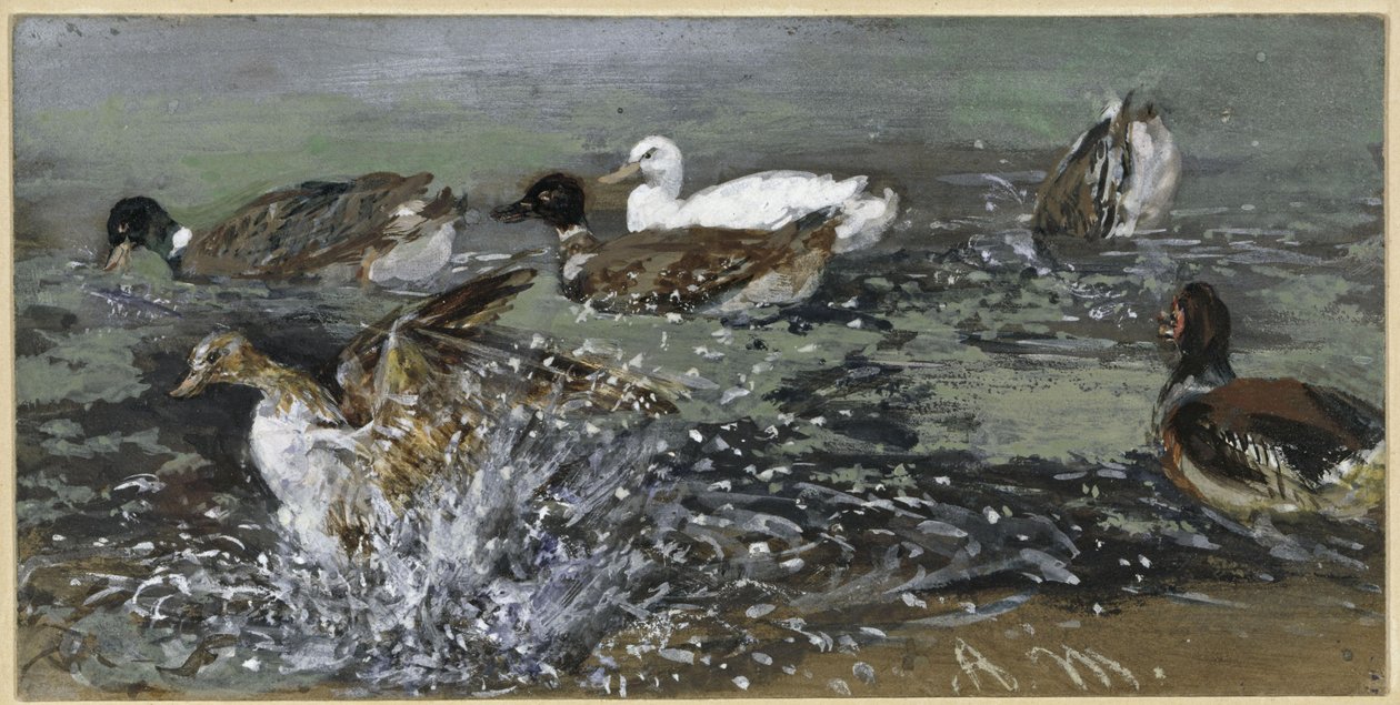 Les canards dans l