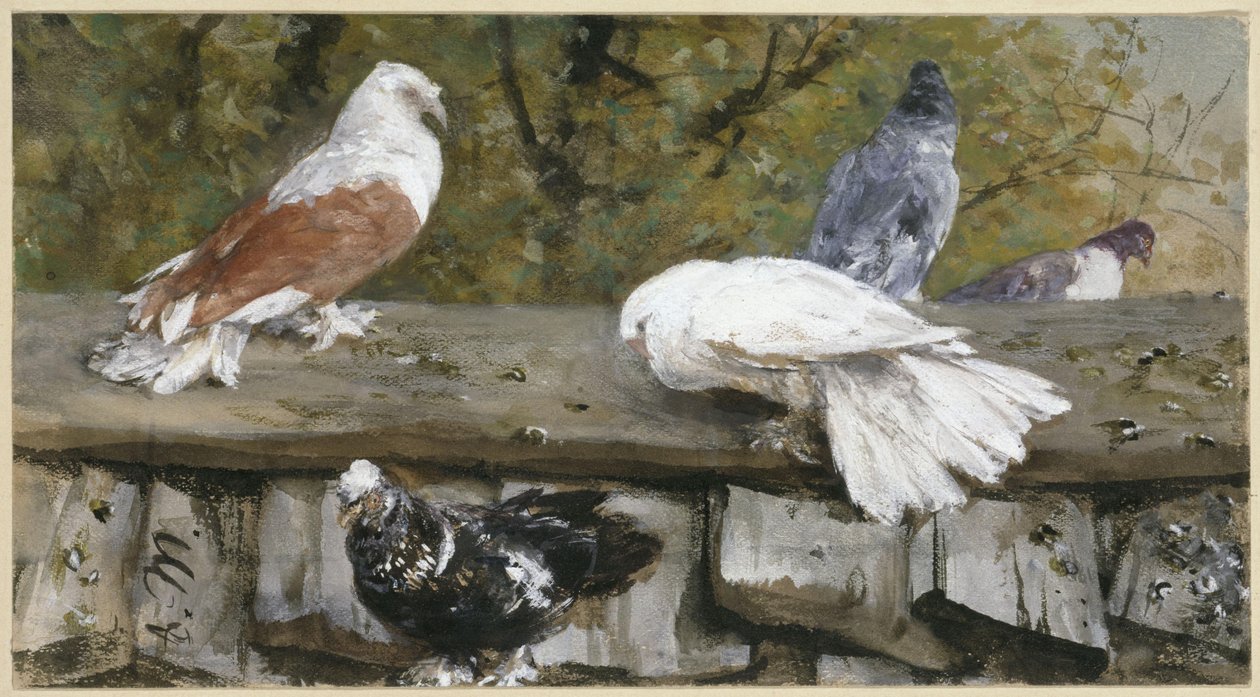 Pigeons sur un toit en bois. De l