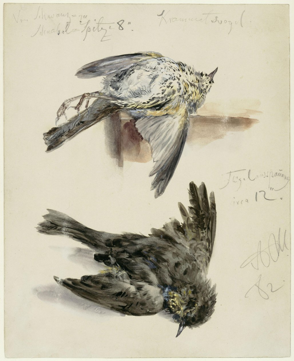 Oiseau de Krammets mort, vu sous deux angles - Adolph Menzel