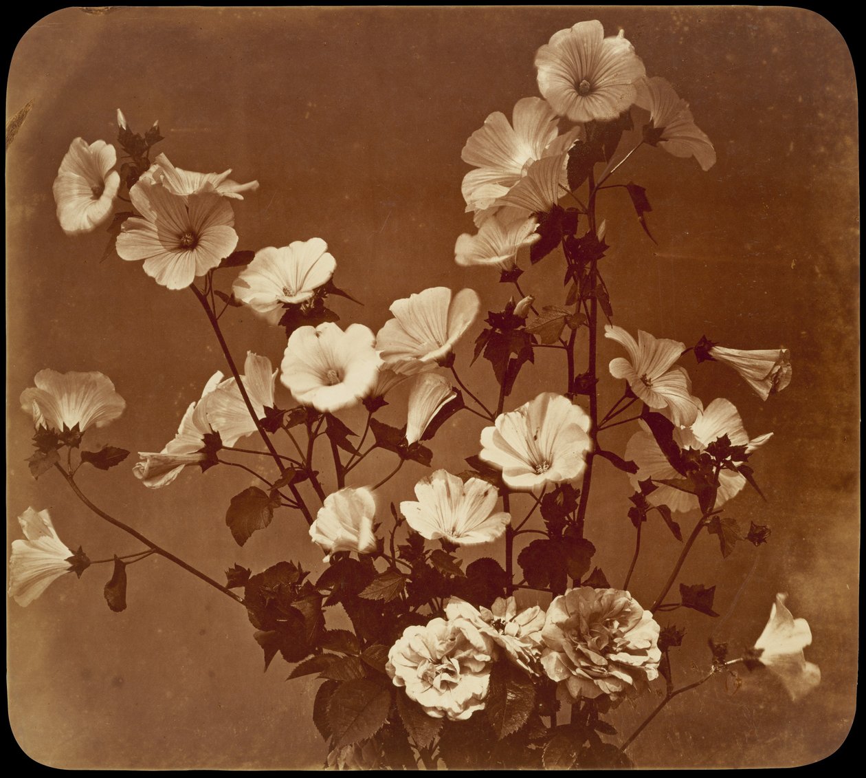[Étude florale, rose de Sharon] - Adolphe Braun