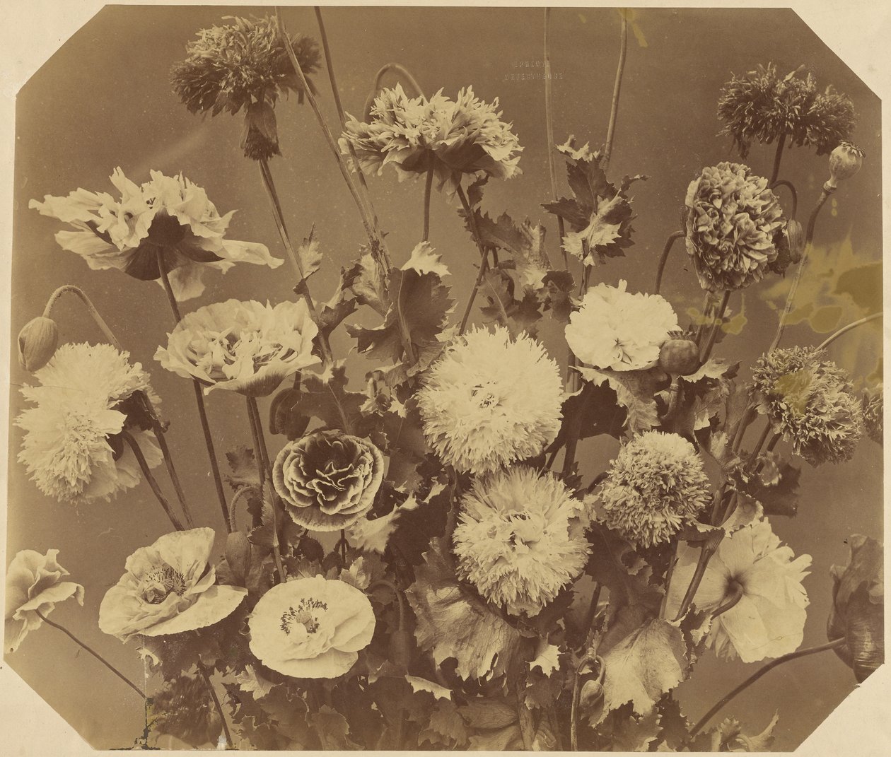 [Fleurs] - Adolphe Braun