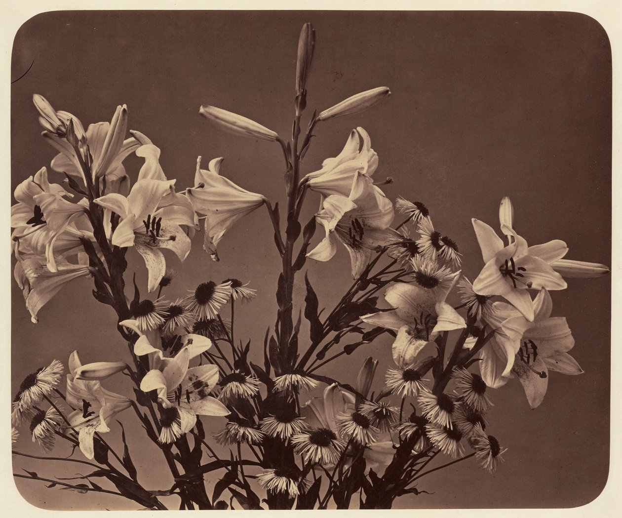 [Fleurs] - Adolphe Braun