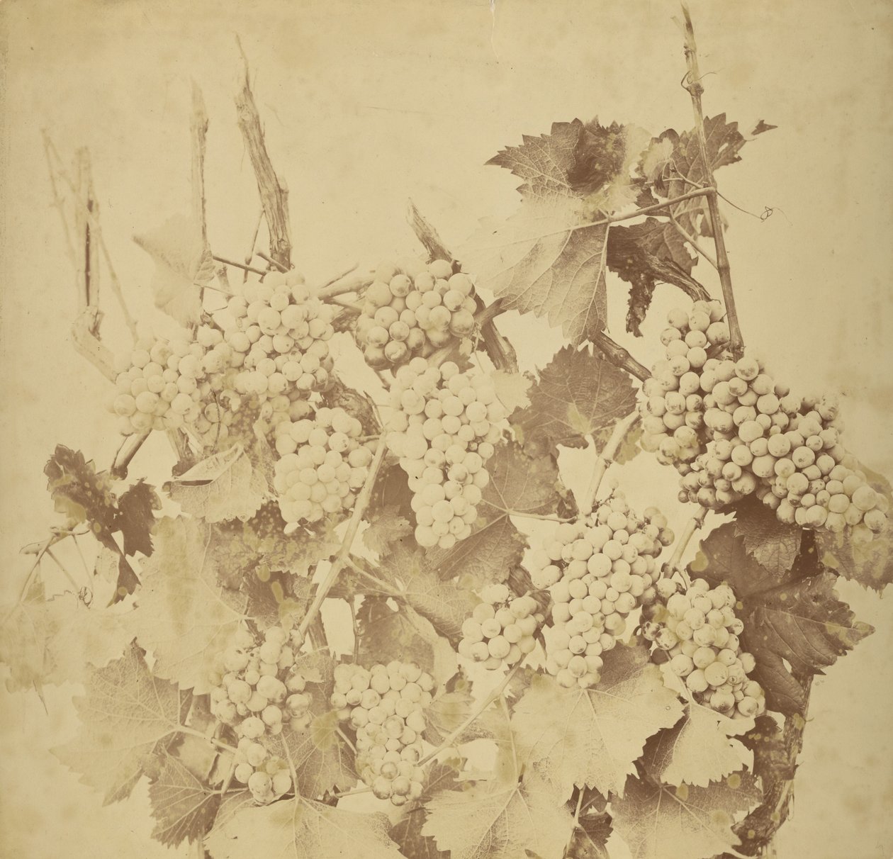 [Raisins] - Adolphe Braun